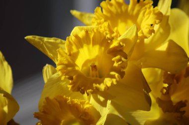 Sarı nergislere yakın çekim