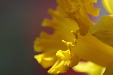 Sarı nergislere yakın çekim