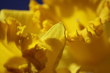 Sarı nergislere yakın çekim