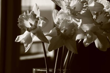 Bir buket nergisin siyah beyaz fotoğrafı.