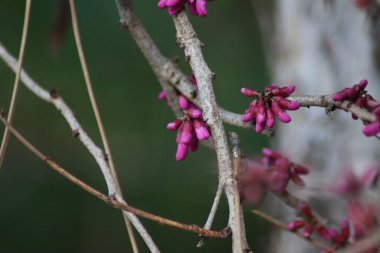 bir dalda mor çiçek tomurcukları