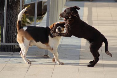 Sokakta oynayan köpekler