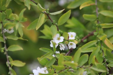 bir dalda bahar çiçekleri