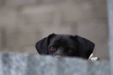 Siyah bir köpek çitin arkasından dışarı bakıyor.