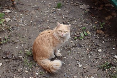 Kedi bahçede yürüyor.