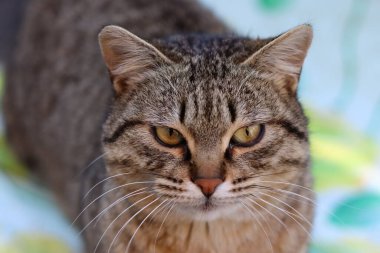 Bir kedinin portresi