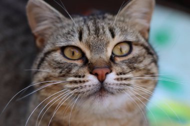 Bir kedinin portresi