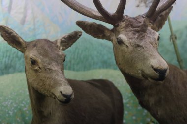 Müzede doldurulmuş geyik