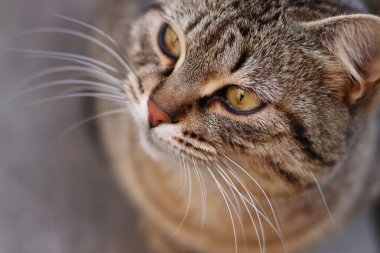 Bir kedinin portresi