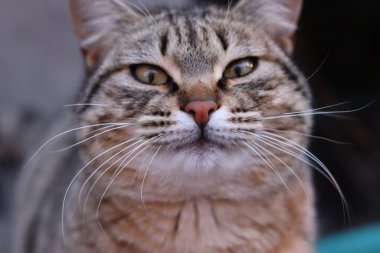 Kedi Bahçede Oynuyor