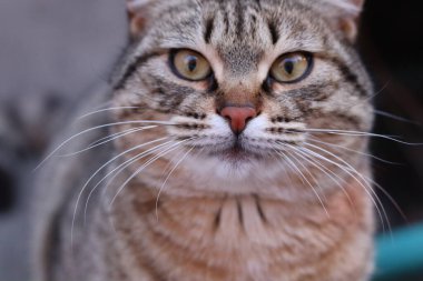 Kedi Bahçede Oynuyor