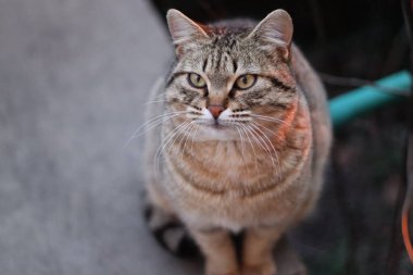 Kedi Bahçede Oynuyor