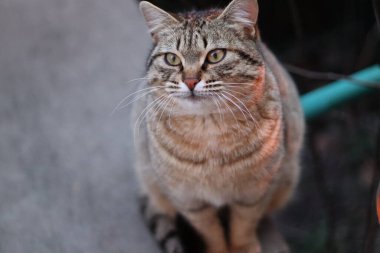 Kedi Bahçede Oynuyor