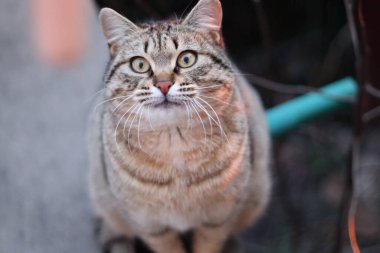 Kedi Bahçede Oynuyor