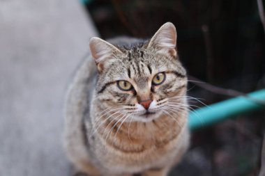 Kedi Bahçede Oynuyor