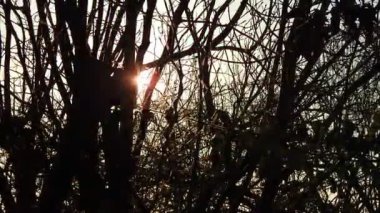 Ormanda gün batımı