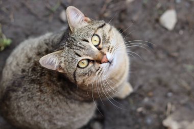 Bir kedinin portresi