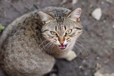 Bir kedinin portresi