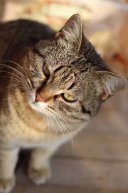 Bir kedinin portresi