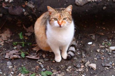 Bir kedinin portresi