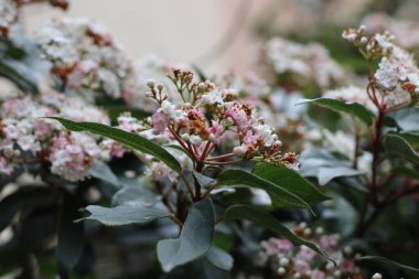 Sokaklarda bahar çiçekleri açıyor.