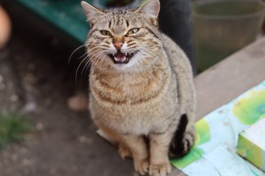 Bir kedinin portresi