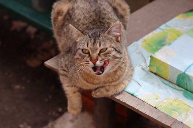 Kedi Bahçede Oynuyor