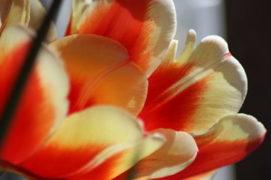 kırmızı ve sarı lale