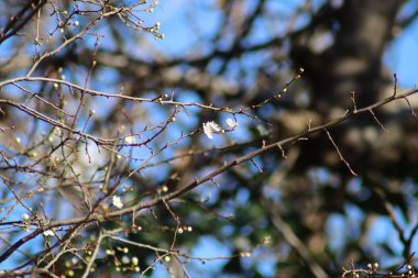 bir ağacın dalları