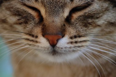 Kedi Bahçede Oynuyor