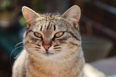 Bir kedinin portresi