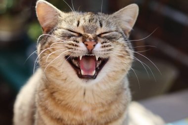 Bir kedinin portresi