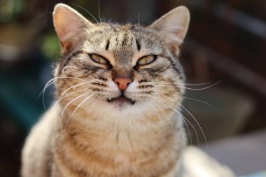 Bir kedinin portresi