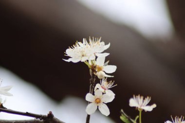 Meyve ağaçlarının baharı.