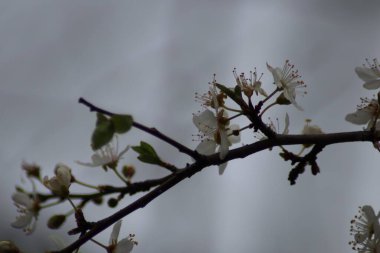 Meyve ağaçlarının baharı.