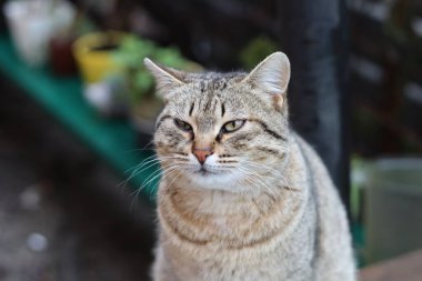 Kedi Bahçede Oynuyor