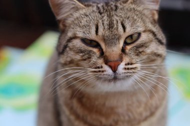 Kedi Bahçede Oynuyor