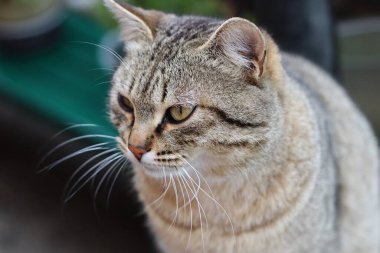 Kedi Bahçede Oynuyor