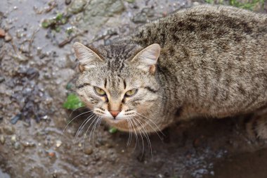 Bir kedinin portresi