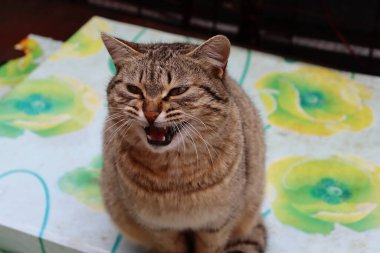 Bir kedinin portresi