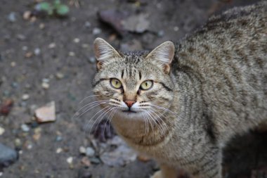 Bir kedinin portresi