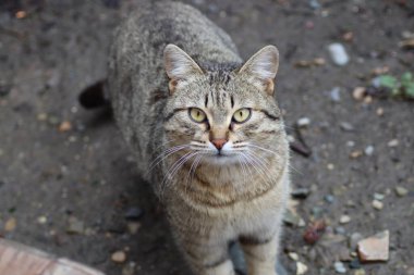 Bir kedinin portresi