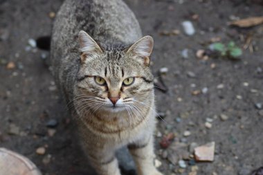 Bir kedinin portresi