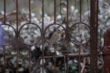  Robin çitin üstünde