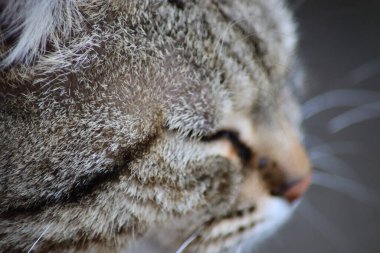 Bir kedinin portresi