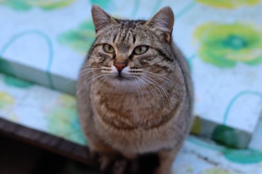 Bir kedinin portresi