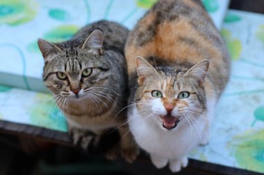 Bir kedinin portresi