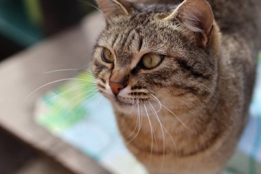 Bir kedinin portresi