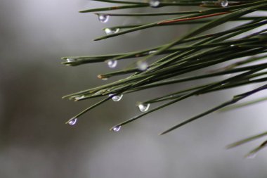 Bir dalın üzerindeki çiy damlaları