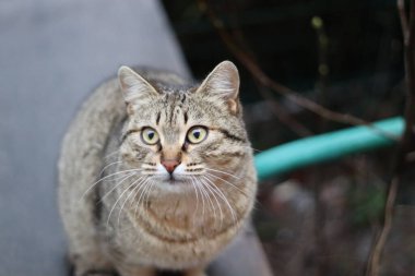 Bir kedinin portresi